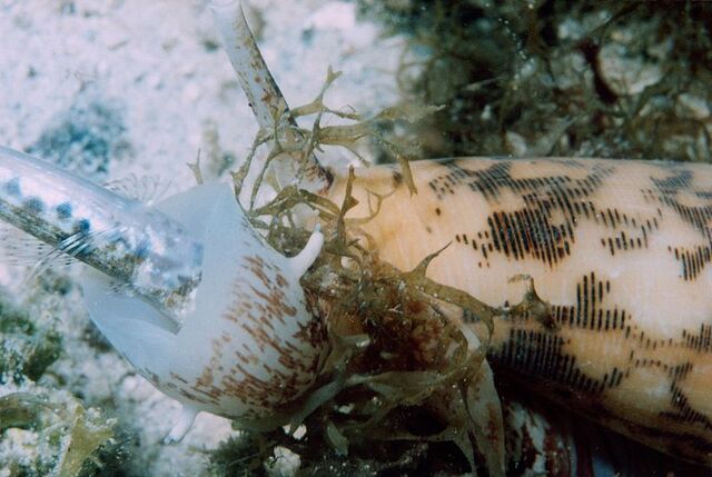 File:Conus eating fish.jpg