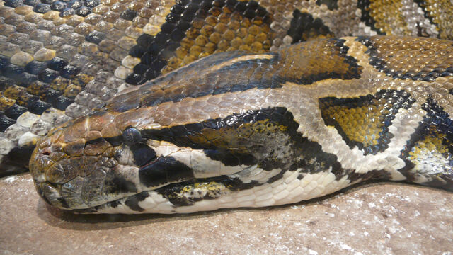 File:Burmese Python Head.jpg