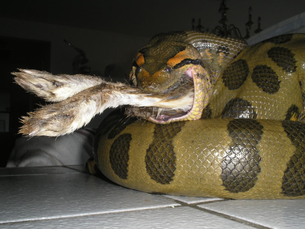 美国毒蛇种类图片