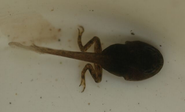 File:Tadpole.jpg