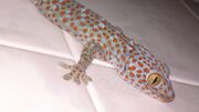 Tokay Gecko
