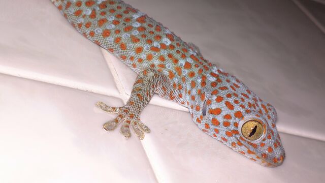 File:Tokay Gecko.jpg