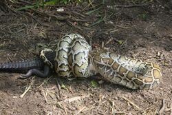 Burmese Python eating Alligator