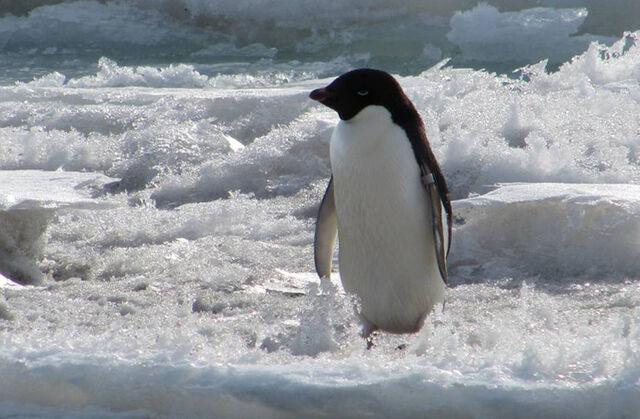 File:Penguin.jpg
