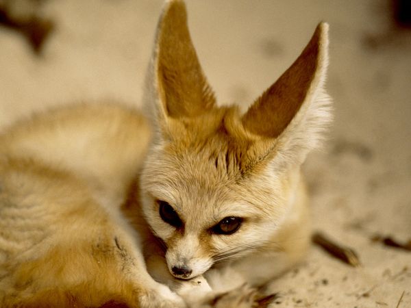 File:Fennec Fox.jpg