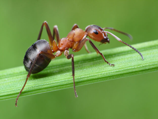 File:Ant.jpg