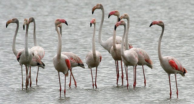 File:Greater Flamingo.png