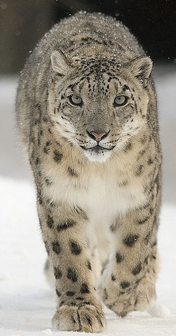 File:Snow Leopard.png