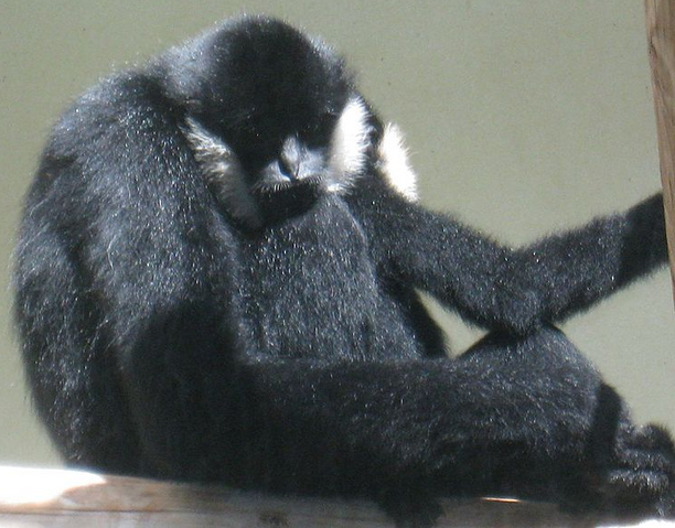 File:Crested Gibbon.png