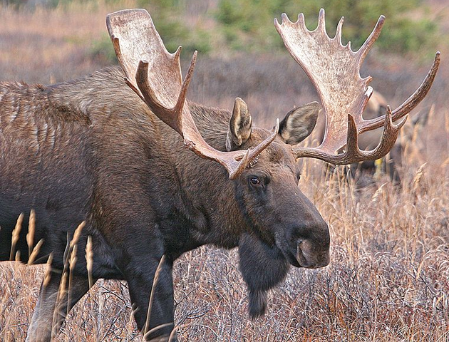 File:Moose.png