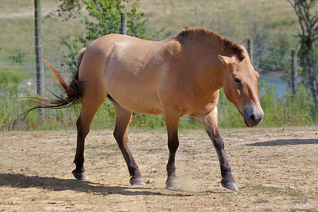 File:Przewalski's Horse.png
