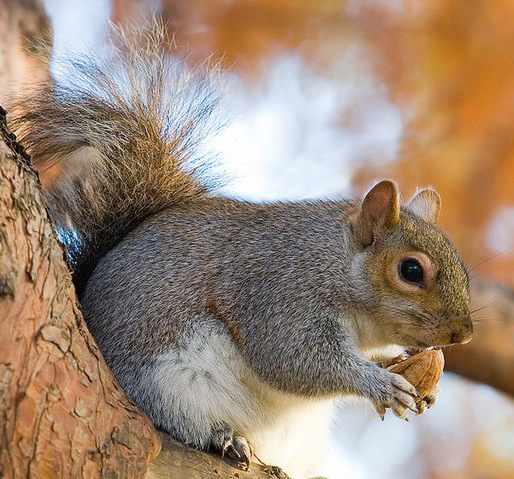 File:Squirrel.png