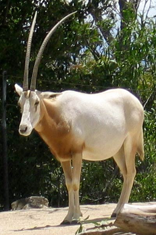 File:Scimitar-horned oryx.png