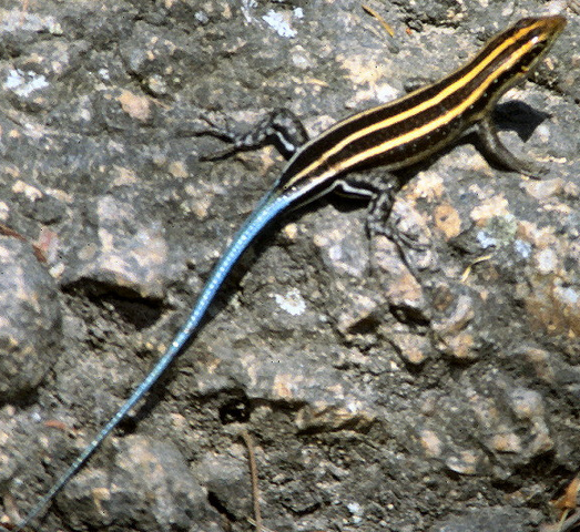 File:Lizard.png