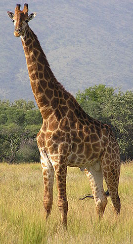 File:Giraffe.png