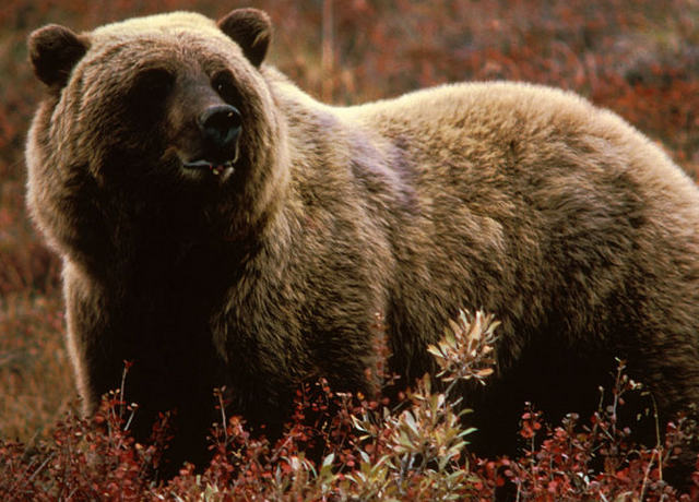 File:Bear.png