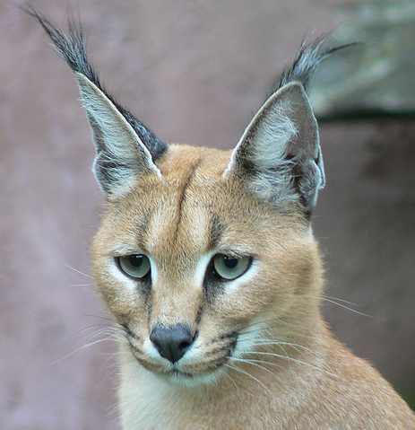 File:Caracal.png