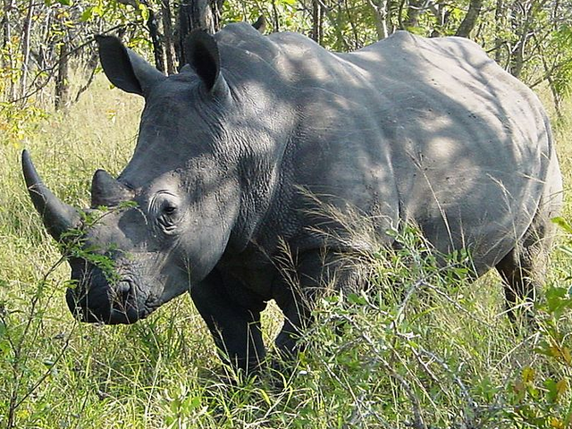 File:White Rhinoceros.png