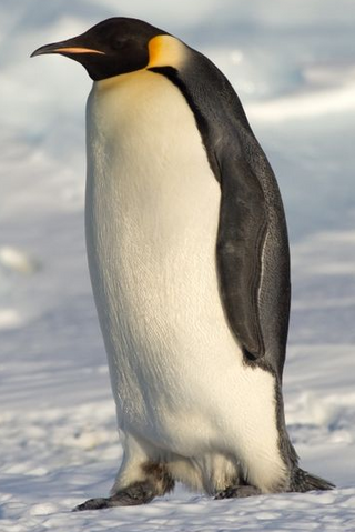 File:Emperor Penguin.png