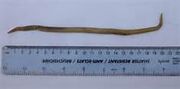 Neurax worm