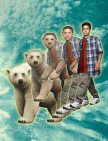 MarcoToPolarBear