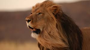 File:Lion in wind.jpg