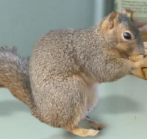 File:Squirrel.png