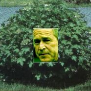 Bush
