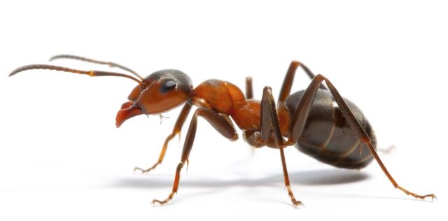 File:Ant.jpg