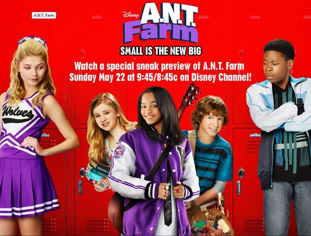 File:Ant-farm.jpg