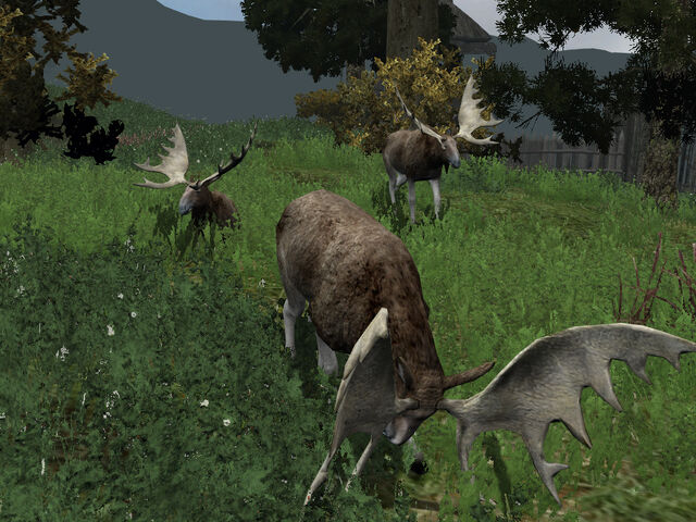 File:Forest Kings.jpg