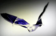 Bat1