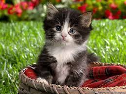 File:KITTY2.jpg