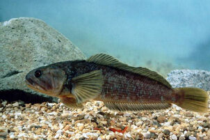 Notothenia rossii marbled rockcod rock cod