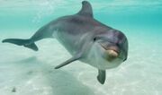 Bottlenosedolphin