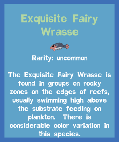 File:Fish2 Exquisite Fairy Wrasse.png