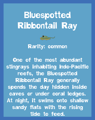 File:Fish2 Bluespotted Ribbontail Ray.png