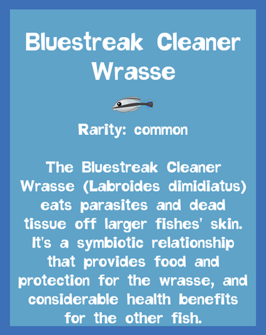 File:Fish2 Bluestreak Cleaner Wrasse.png