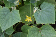 Cucumber Flower.jpg