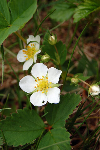 Datei:Wild Strawberry.jpg