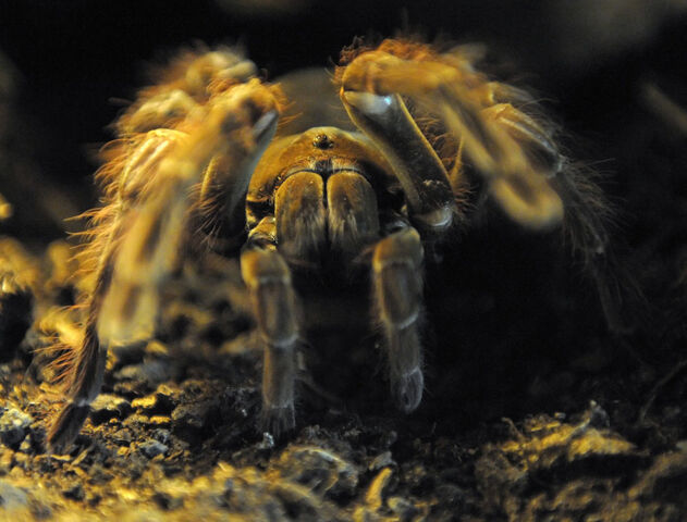 File:Goliath-birdeater.jpg