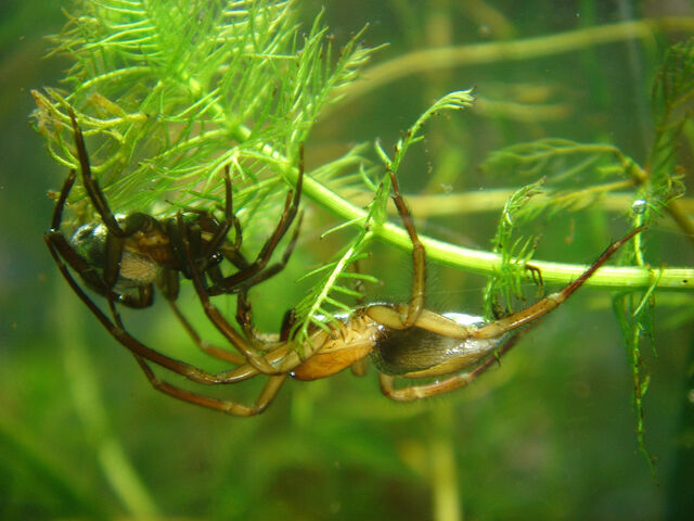 File:Argyroneta aquatica paar.jpg