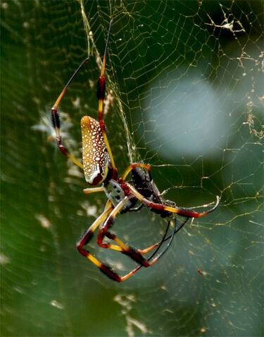 File:Nephila-clavipes-1.jpg