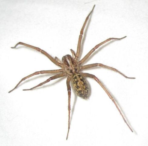 File:Hobo-spider.jpg
