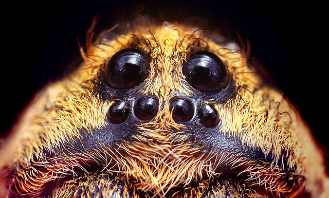 File:800px-Wolf eyes for guide.jpg