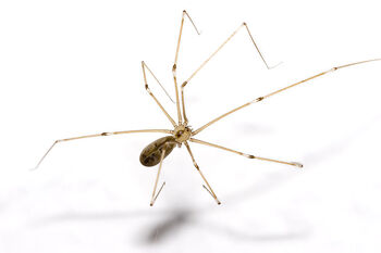 800px-Pholcus.phalangioides.6905