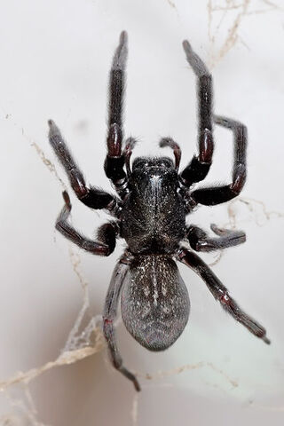 File:400px-Black house spider03.jpg