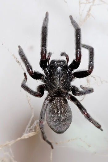 400px-Black house spider03