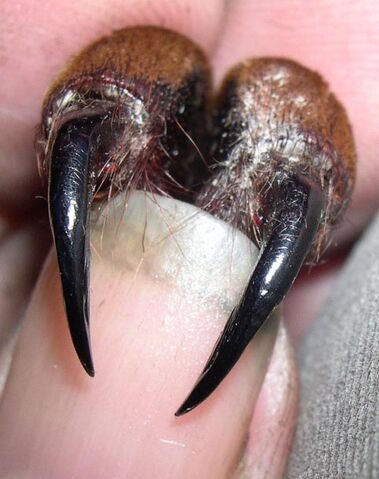 File:Fangs-memories--large-msg-116953851002.jpg