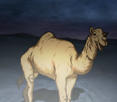 Camel